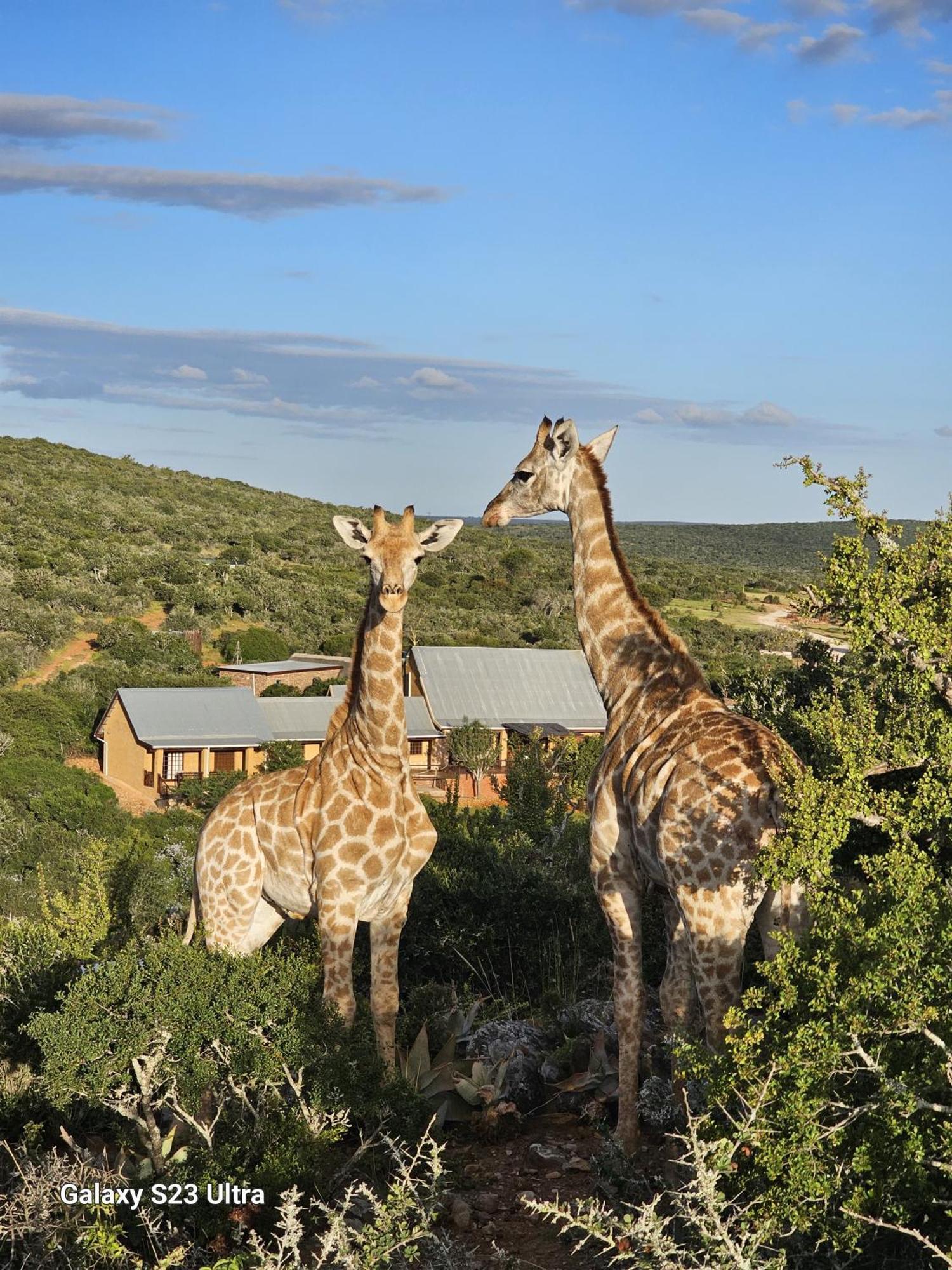 Valley Bushveld Country Lodge Addo Exteriör bild