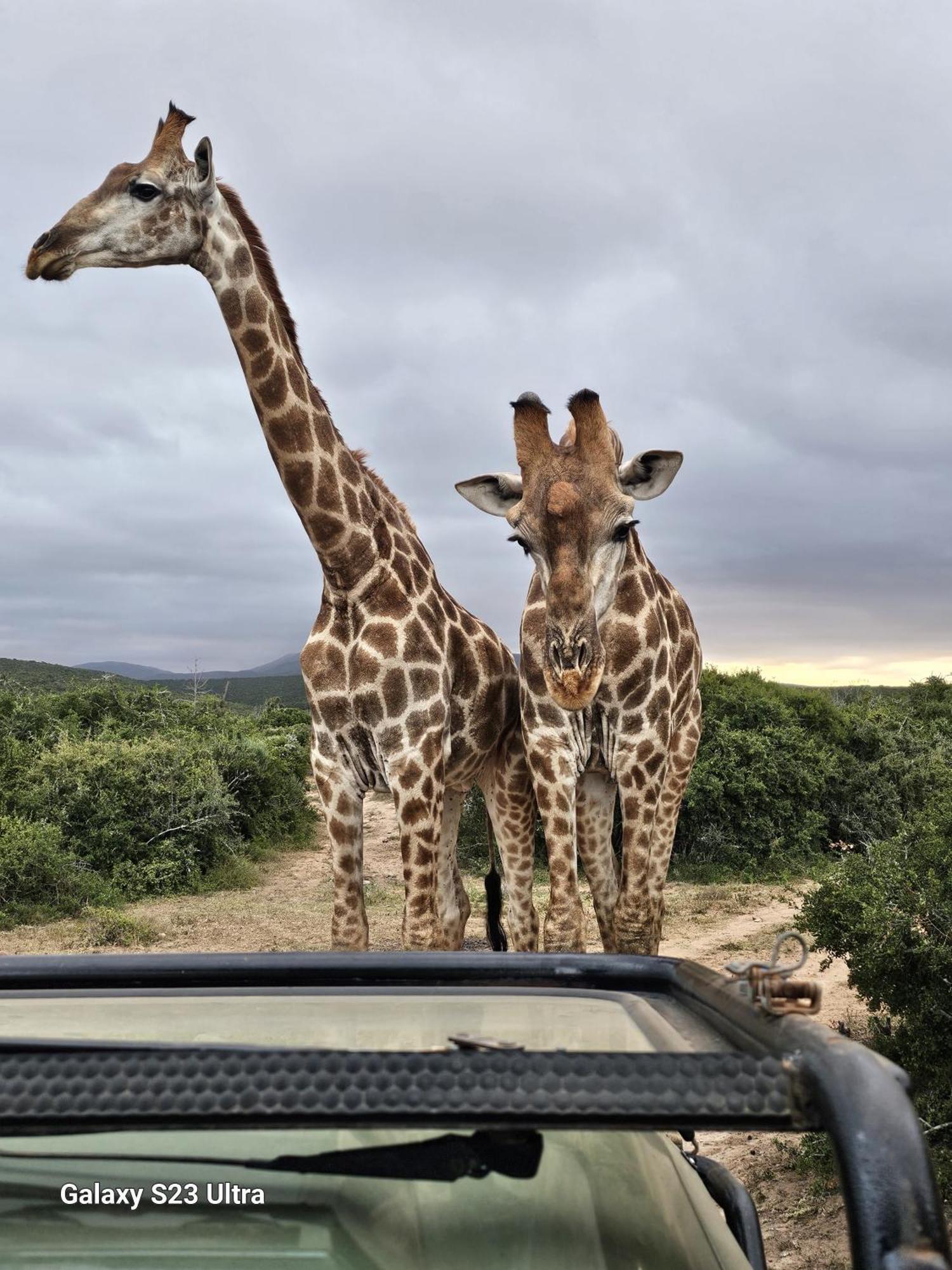 Valley Bushveld Country Lodge Addo Exteriör bild