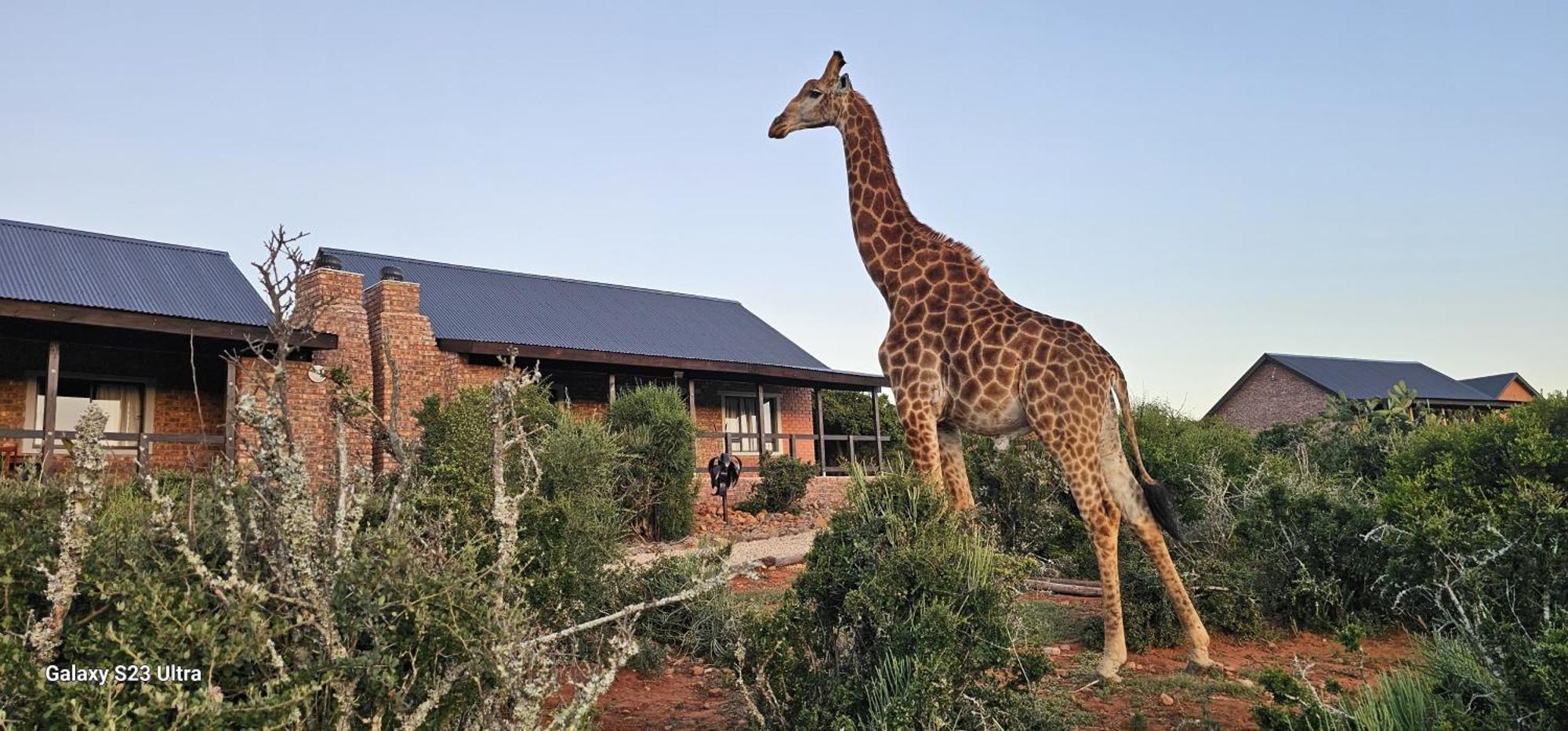 Valley Bushveld Country Lodge Addo Exteriör bild