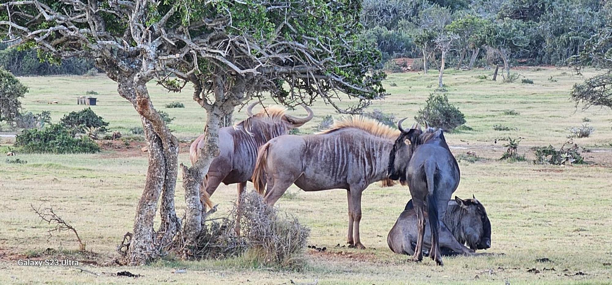 Valley Bushveld Country Lodge Addo Exteriör bild