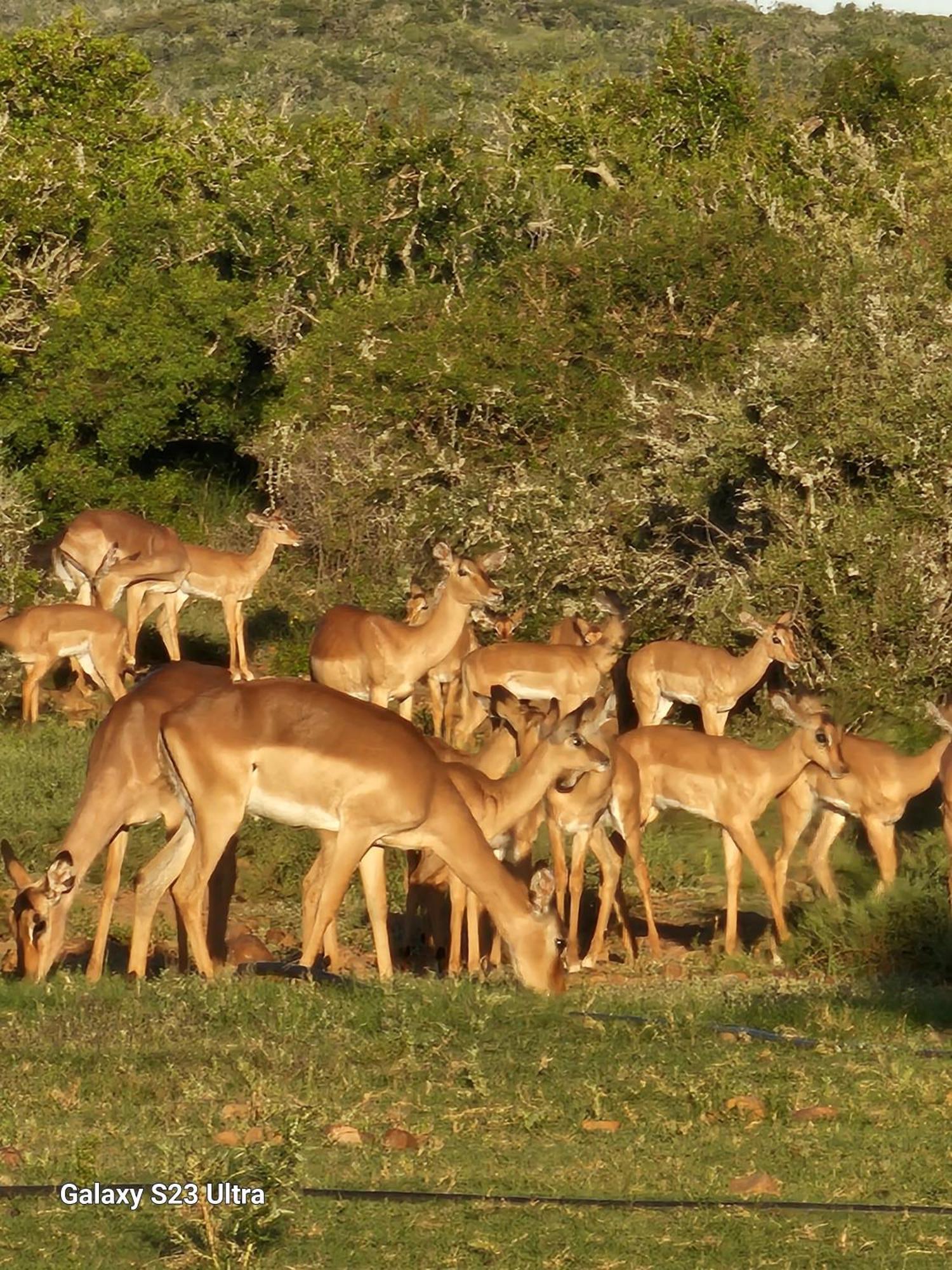 Valley Bushveld Country Lodge Addo Exteriör bild
