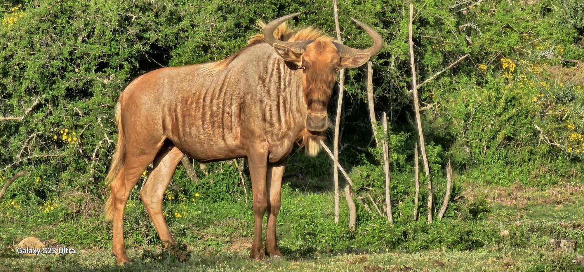 Valley Bushveld Country Lodge Addo Exteriör bild