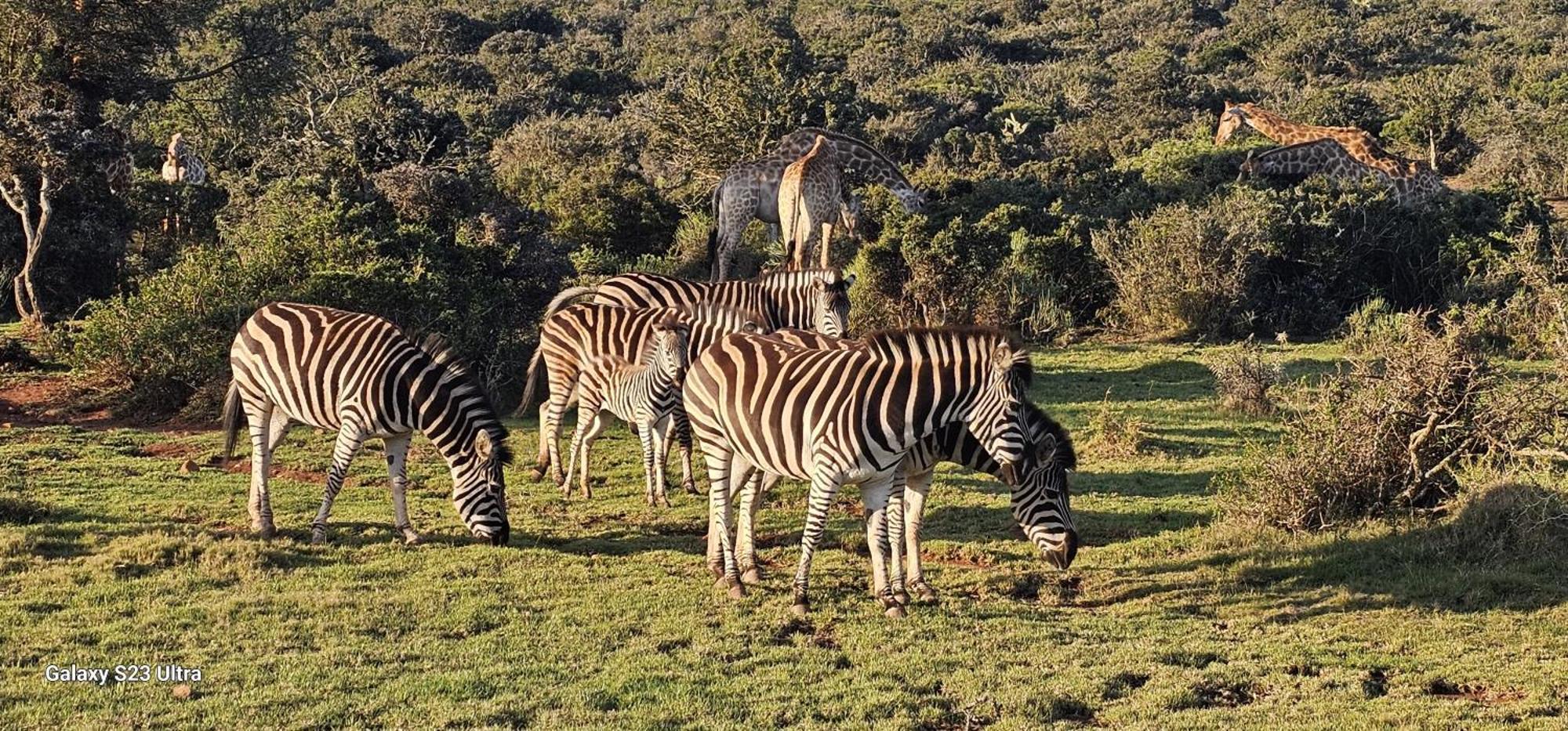 Valley Bushveld Country Lodge Addo Exteriör bild